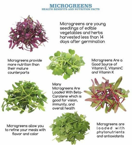 microgreens benefits