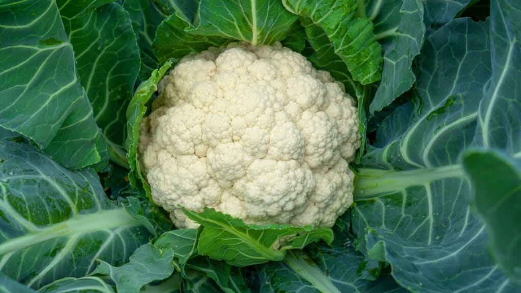 Things You Can Do With Cauliflower Leaves/Stems