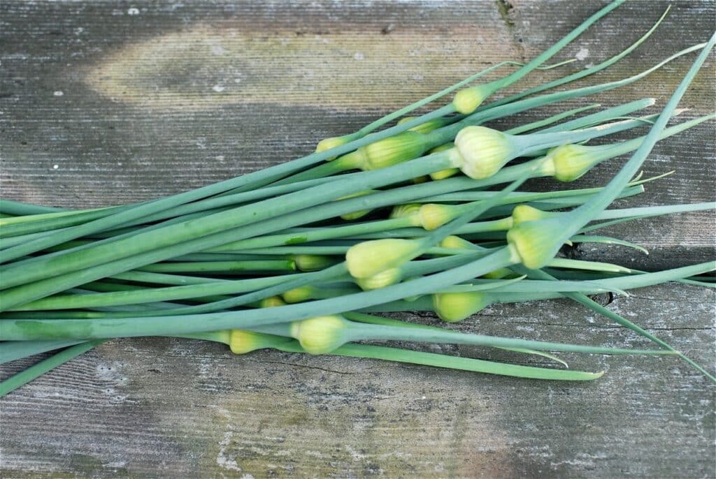 4 Things You Can Do With Leek Scapes