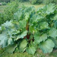 rhubarb leaves