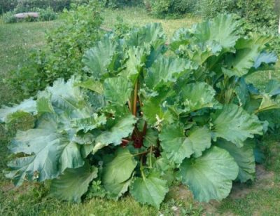 rhubarb leaves